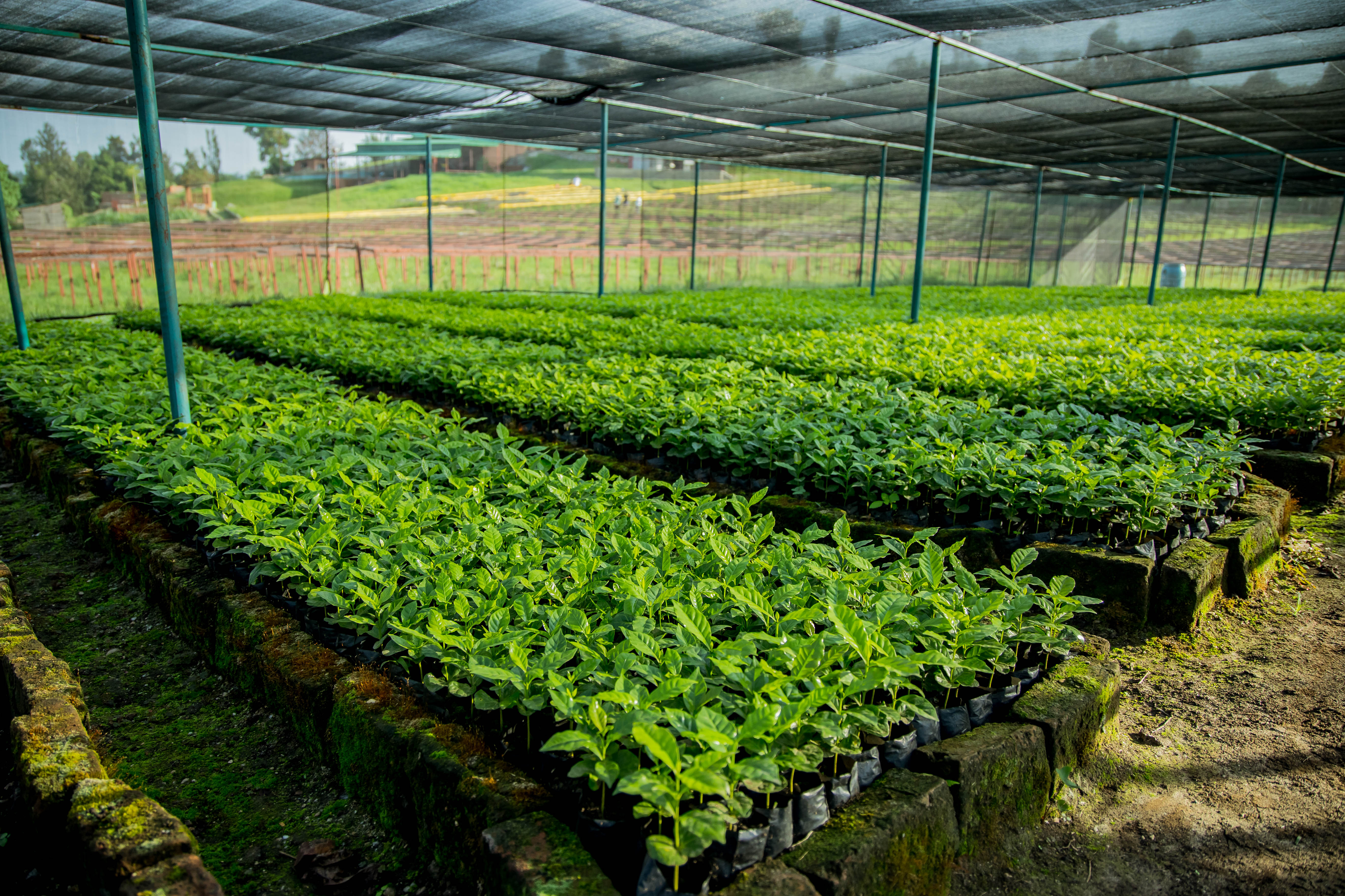  Ugacof agroforestry